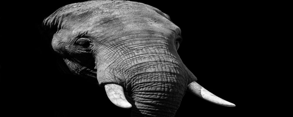 Governmentsâ€™ initiative with Gajraj AI to save Elephant hit by trains